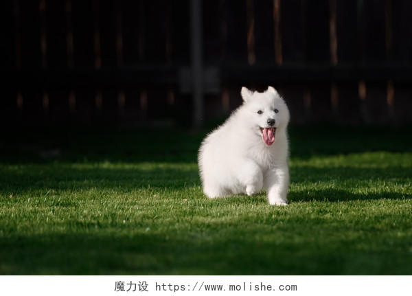 绿色的草地上白色的狗狗奔跑